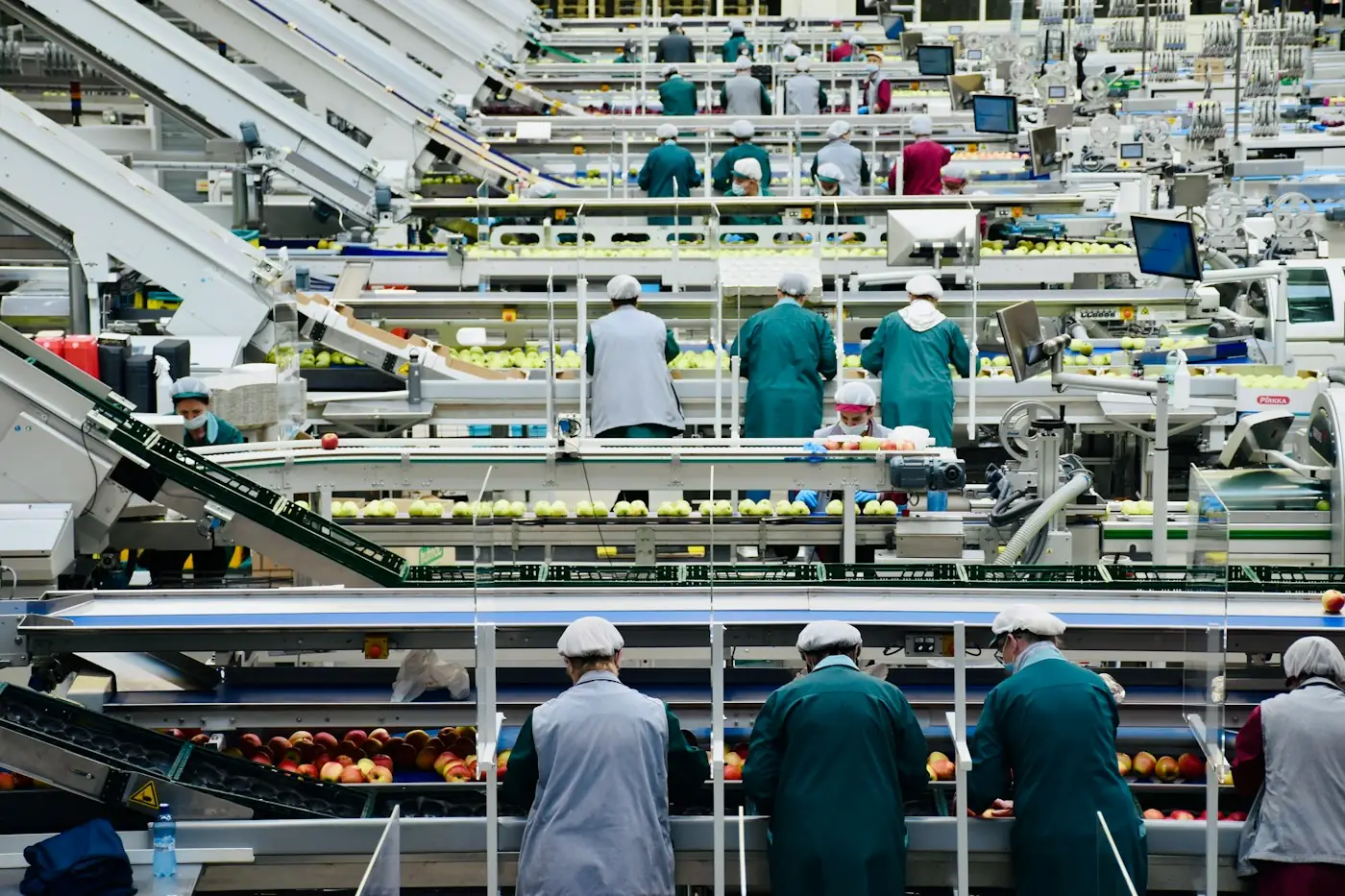 Workers sorting produce on a food processing line